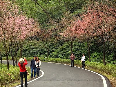 三芝櫻木花道