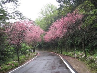 三芝櫻木花道