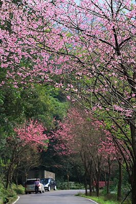 三芝櫻木花道