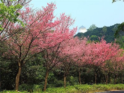 三芝櫻木花道