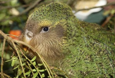 鴞鸚鵡 kakapo