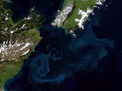 海藻爆發