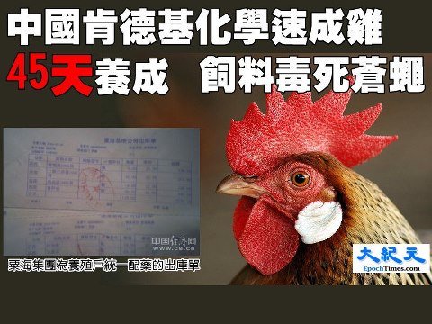 化學速成雞能長三両肉 - 化學速成雞