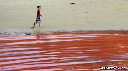 澳洲紅海