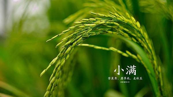 二十四節氣小滿