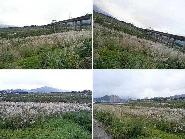 101.11.24碧潭河畔賞芒5.jpg