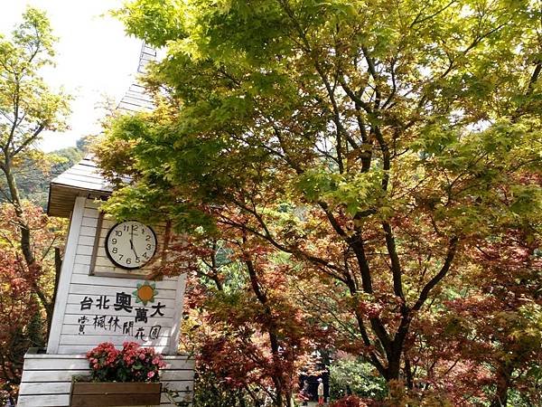 104.4.4台北奧萬大賞青楓(槭樹)6.jpg