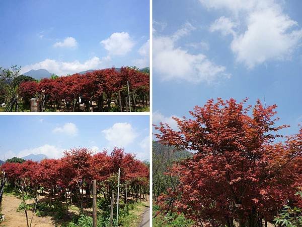 104.4.4平菁街賞青楓(槭樹)1.jpg