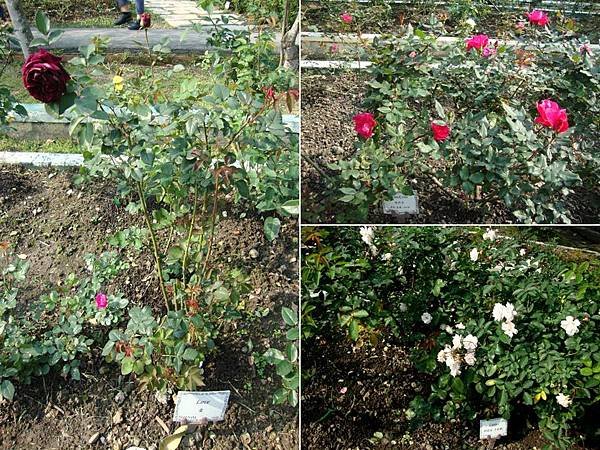 103.3.15士林官邸_玫瑰園15.jpg
