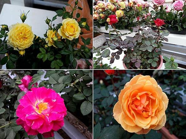 103.3.15士林官邸_玫瑰園溫室13.jpg
