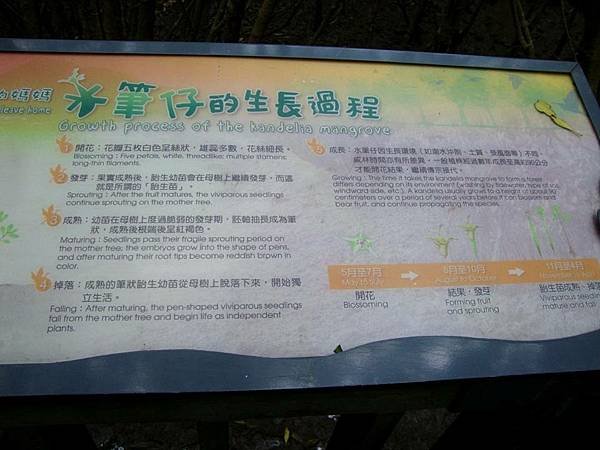 103.4.2淡水紅樹林自然保留區10.jpg
