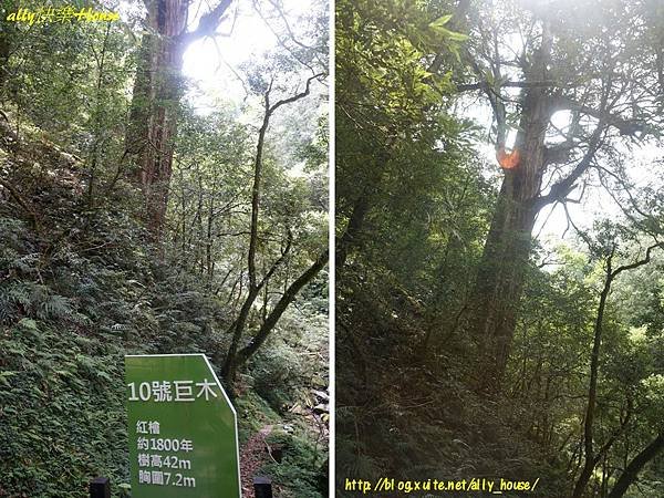 107.8.9拉拉山自然保護區19.JPG
