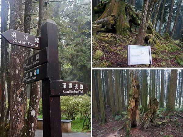 104.3.25阿里山國家森林遊樂區39.jpg