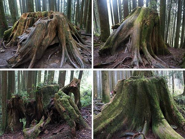 104.3.25阿里山國家森林遊樂區42.jpg