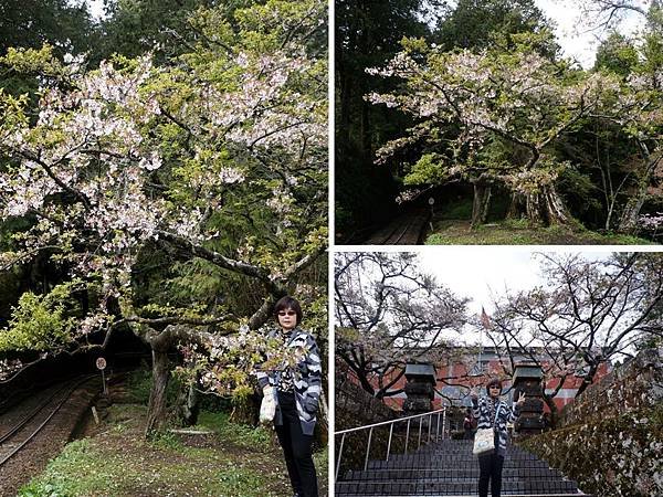 104.3.26阿里山國家森林遊樂區8.jpg