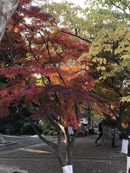 山東照片_181225_0043.jpg