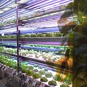 樂天超市 - 超大一面的蔬菜牆
