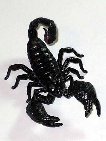 DSCF9915_TAKARA TOMY ARTS Mystery Creatures Encyclopedia Scorpions_調整大小.JPG