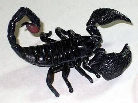 DSCF9916_TAKARA TOMY ARTS Mystery Creatures Encyclopedia Scorpions_調整大小.JPG