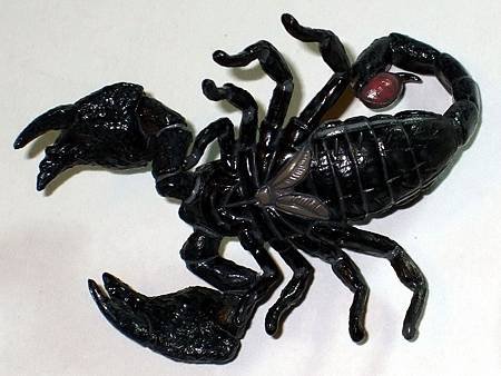 DSCF9917_TAKARA TOMY ARTS Mystery Creatures Encyclopedia Scorpions_調整大小.JPG