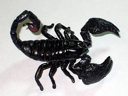 DSCF9921_TAKARA TOMY ARTS Mystery Creatures Encyclopedia Scorpions_調整大小.JPG