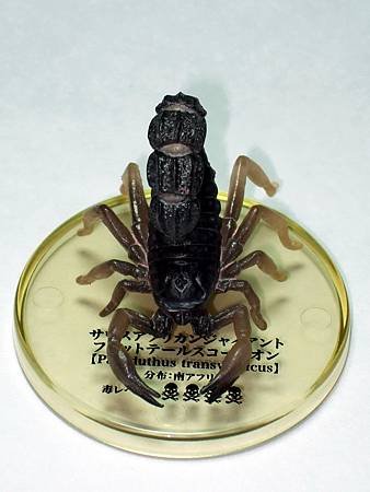 DSCF9923_TAKARA TOMY ARTS Mystery Creatures Encyclopedia Scorpions_調整大小.JPG