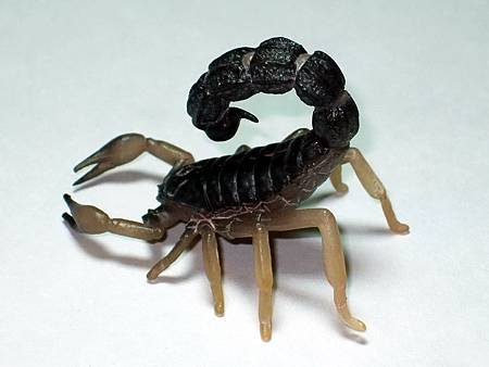 DSCF9924_TAKARA TOMY ARTS Mystery Creatures Encyclopedia Scorpions_調整大小.JPG