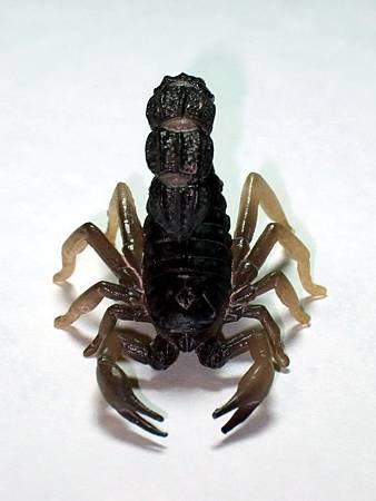 DSCF9927_TAKARA TOMY ARTS Mystery Creatures Encyclopedia Scorpions_調整大小.JPG