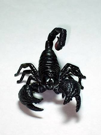 DSCF9928_TAKARA TOMY ARTS Mystery Creatures Encyclopedia Scorpions_調整大小.JPG