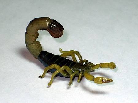 DSCF9933_TAKARA TOMY ARTS Mystery Creatures Encyclopedia Scorpions_調整大小.JPG