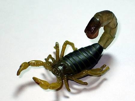 DSCF9934_TAKARA TOMY ARTS Mystery Creatures Encyclopedia Scorpions_調整大小.JPG