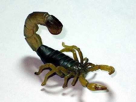 DSCF9935_TAKARA TOMY ARTS Mystery Creatures Encyclopedia Scorpions_調整大小.JPG