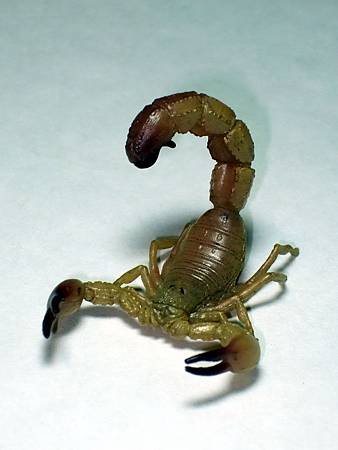 DSCF9940_TAKARA TOMY ARTS Mystery Creatures Encyclopedia Scorpions_調整大小.JPG