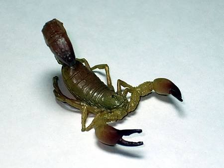 DSCF9941_TAKARA TOMY ARTS Mystery Creatures Encyclopedia Scorpions_調整大小.JPG