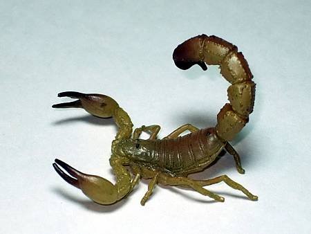 DSCF9942_TAKARA TOMY ARTS Mystery Creatures Encyclopedia Scorpions_調整大小.JPG