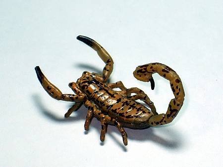 DSCF9949_TAKARA TOMY ARTS Mystery Creatures Encyclopedia Scorpions_調整大小.JPG