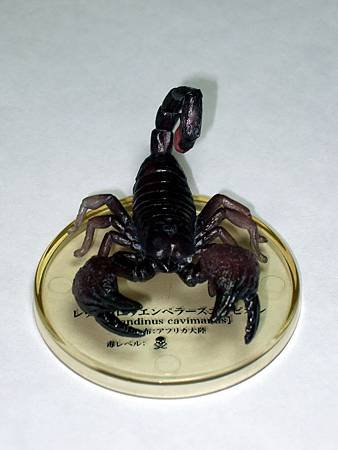 DSCF9961_TAKARA TOMY ARTS Mystery Creatures Encyclopedia Scorpions_調整大小.JPG