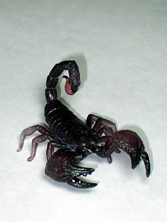 DSCF9964_TAKARA TOMY ARTS Mystery Creatures Encyclopedia Scorpions_調整大小.JPG