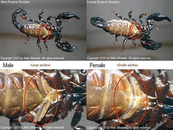 SexingEmperorScorpions 櫛狀器 pectines.jpg