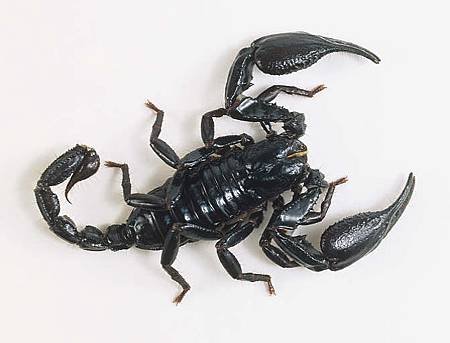 65001622 Emperor scorpion.JPG