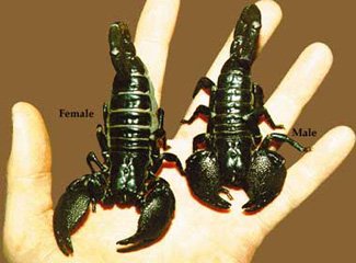 emperor_scorpion Emperor scorpion.jpg