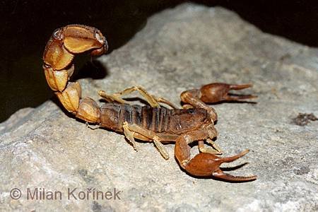 27268 Fat Tailed Scorpion Androctonus australis.jpg