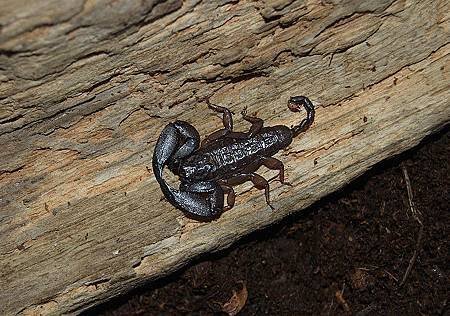 649633865_FHK8p-L Ryukyu island scorpion Liocheles australasiae.jpg