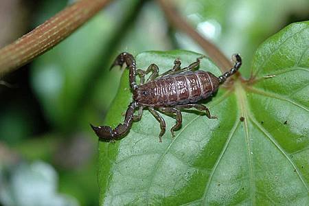 normal_1186512320 Ryukyu island scorpion Liocheles australasiae.jpg