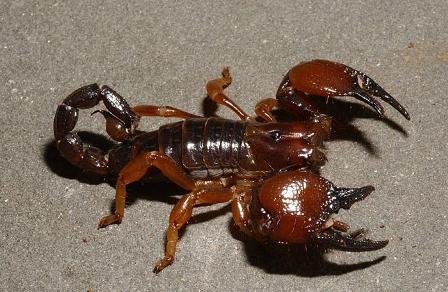 1262857166_Pandinus cavimanus Red Claw Scorpion.jpg