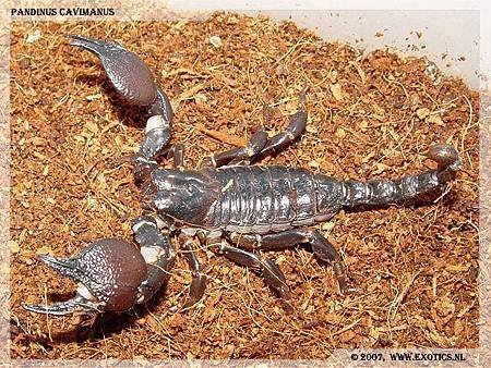 gallery_36_29_406147 Red Claw Scorpion Pandinus cavimanus.jpg