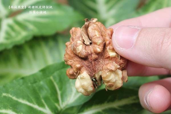 【堅果推薦/堅果控最愛】西域果皇   新疆紙皮烤核桃⎪台灣合