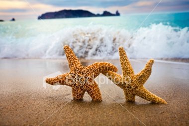 ist2_5076340-in-the-mood-for-love-couple-of-starfish.jpg