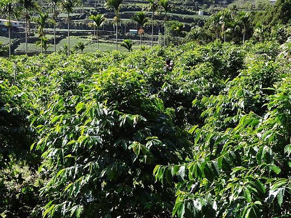 TROPICA 咖啡示範園區
