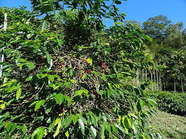 TROPICA 咖啡示範園區